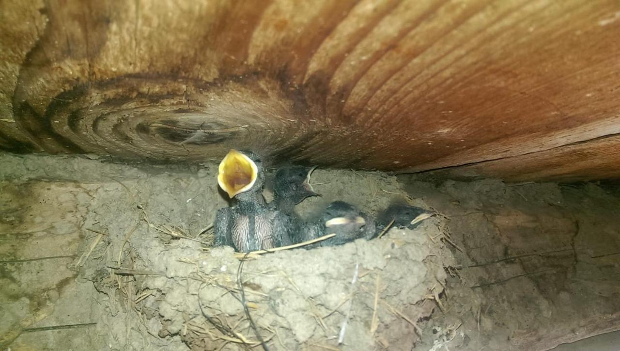 Casa Rural Vilaspasa, Alquiler Integro Gotarta Dış mekan fotoğraf