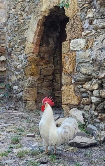Casa Rural Vilaspasa, Alquiler Integro Gotarta Dış mekan fotoğraf